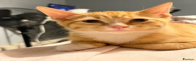 ginger male 