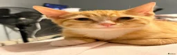 Domestic Shorthair cats for sale: 3 Domestic shorthair kittens  - Advert 7