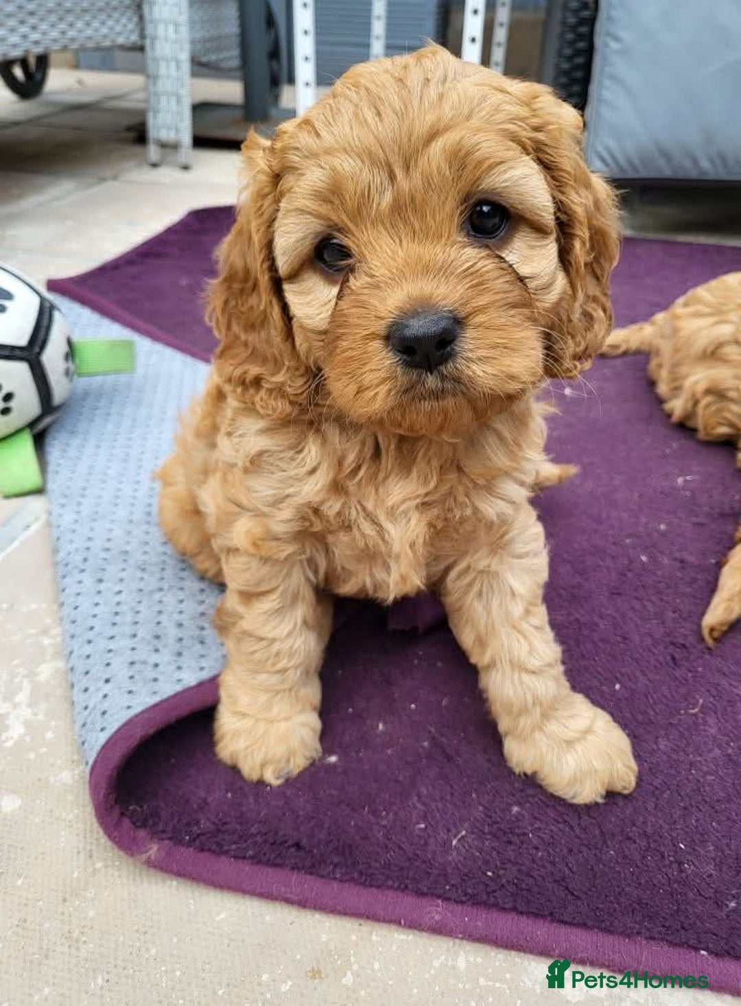 Cavapoo dogs for sale: F1B Cavapoo Puppies - Image 5