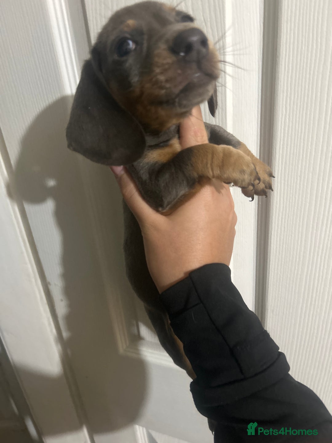 Dachshund dogs for sale: Dachshund puppies - Advert 15