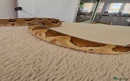 Boa Snake reptiles for sale: Boa Constrictor Job Lot – 3 Stunning 2022 Boas - Image 3
