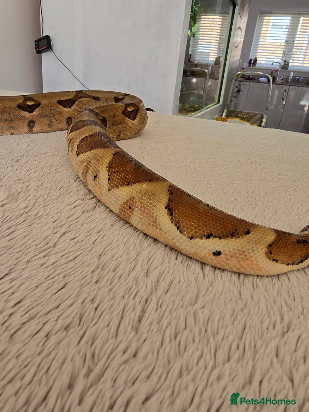Boa Snake reptiles for sale: Boa Constrictor Job Lot – 3 Stunning 2022 Boas - Image 3