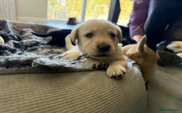 Labrador Retriever dogs for sale: Health tested kc reg puppies  - Image 2