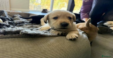 Labrador Retriever dogs - Advert 5