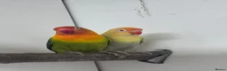 Lovebirds birds for sale: Mutation Love Bird for sale  - Advert 7