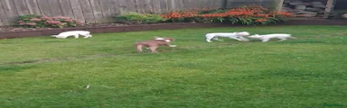 Boston Terrier Puppy 3