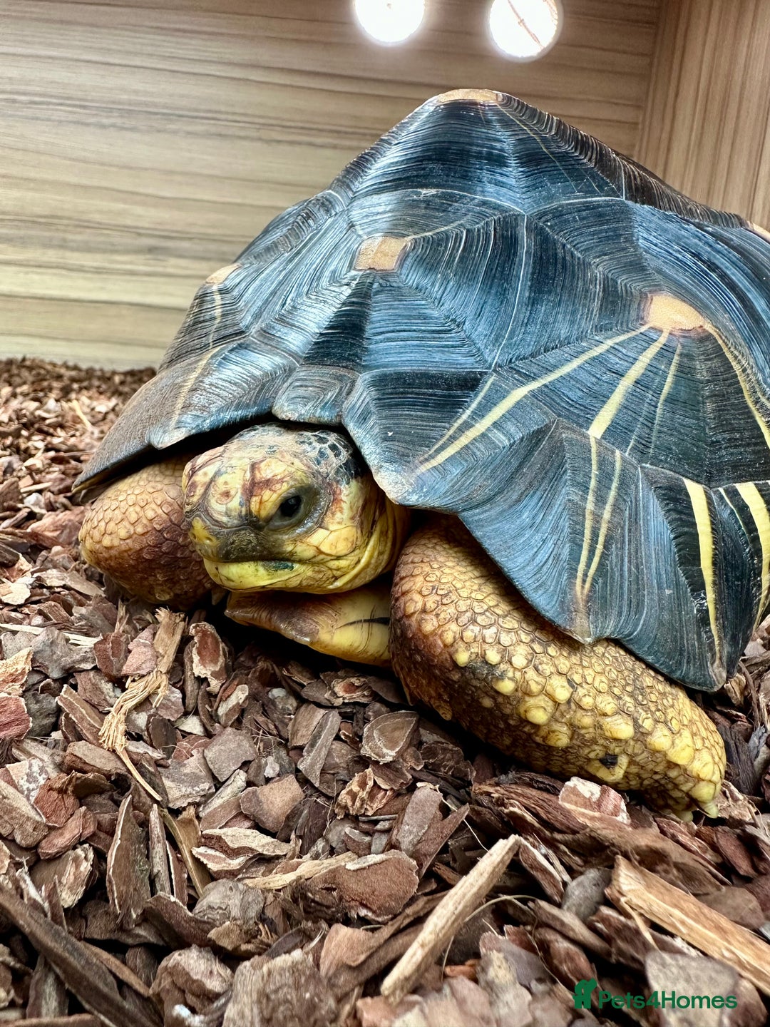 Tortoise reptiles for sale: Beautiful radiated for sale - Image 1