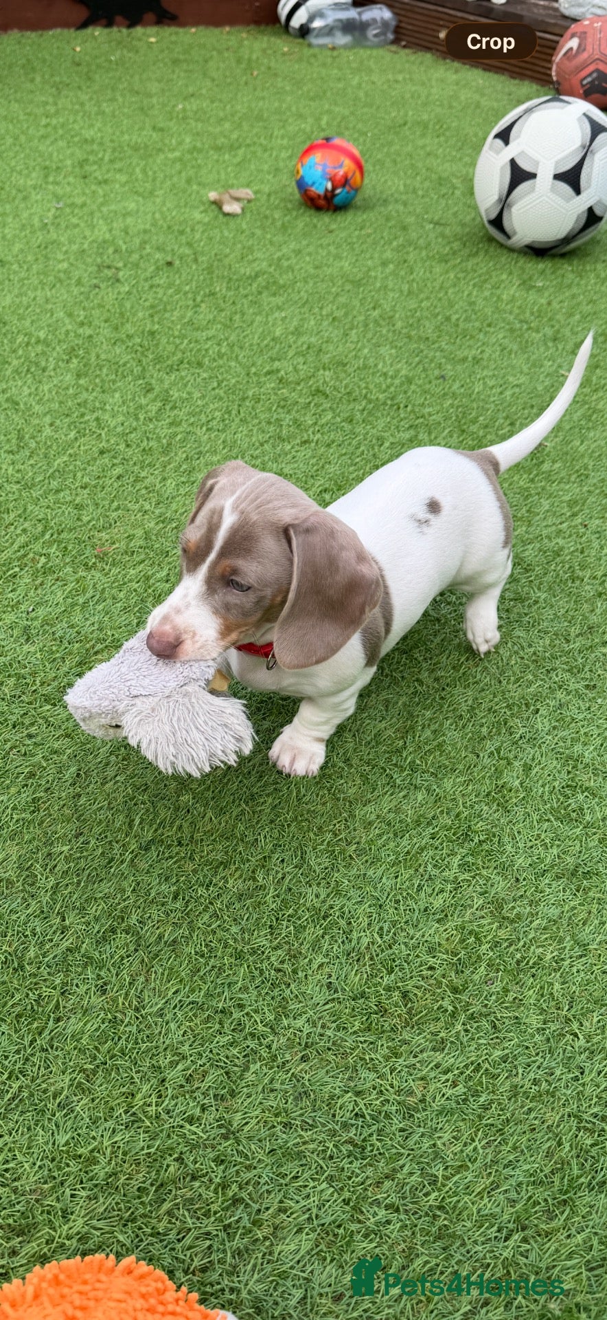 Dachshund dogs Beautiful Dachshund Puppies READY NOW  - Advert 16