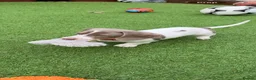 Dachshund dogs for sale: Dachshund piebald Puppy READY NOW  - Advert 7