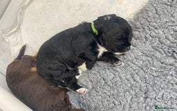 Cocker Spaniel dogs for sale: Beautiful Working Cocker Spaniel Puppies  - Image 9