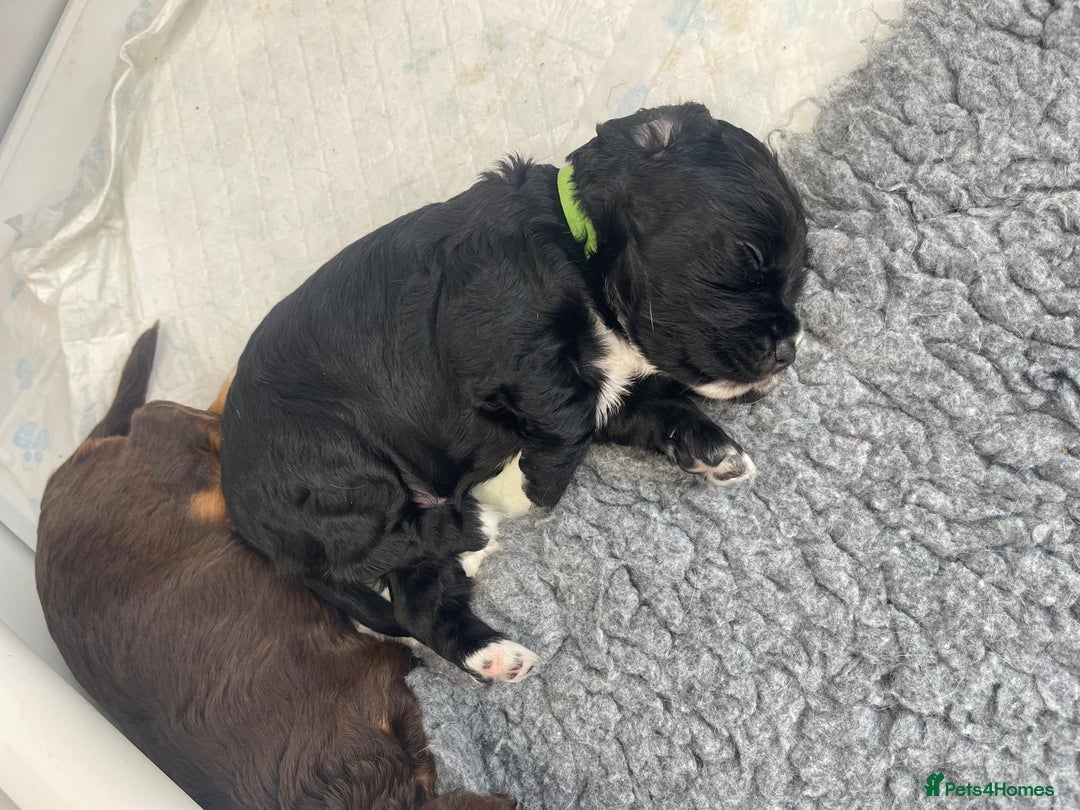 Cocker Spaniel dogs for sale: Beautiful Working Cocker Spaniel Puppies  - Image 9