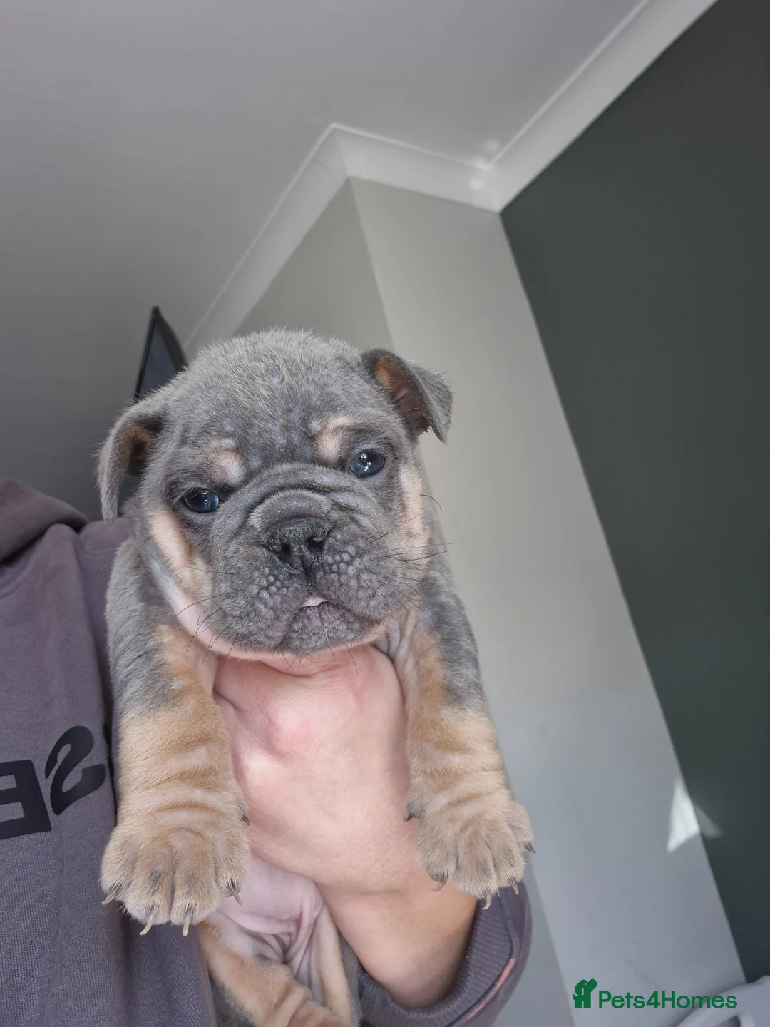 English Bulldog dogs for sale: English  - Advert 2