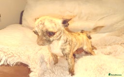 Chihuahua dogs for sale: Tiny Chihuahua girls  - Image 7