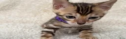 Bengal cats for sale: Bengal Kittens Looking for Loving Homes 🐾  - Advert 7