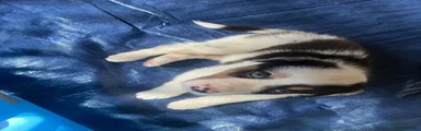 Border Collie 1