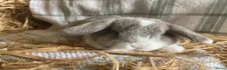 Mini Lop rabbits for sale: Mini lops ready to reserve  - Advert 9