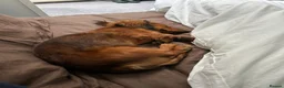 Miniature Dachshund dogs for sale: Beautiful Pedigree Long-Haired Dachshund Puppy - Advert 7