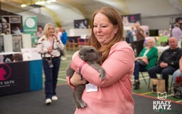 British Shorthair cats for sale: British Shorthair Blue Male - Image 2