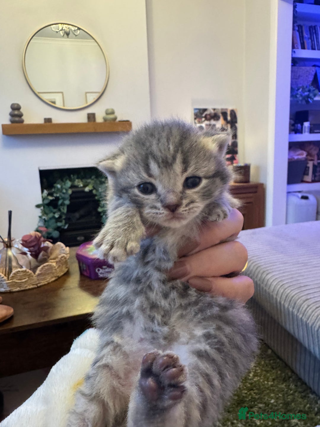 British Shorthair cats for sale: Beautiful British short hair kittens.  - Advert 4