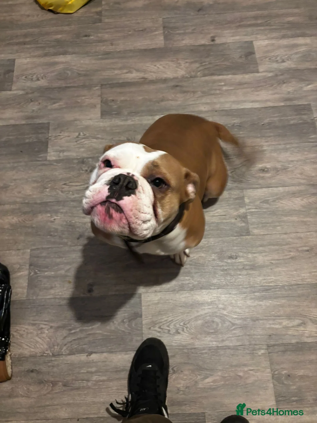 Dorset Olde Tyme Bulldogge dogs for sale: Rosie for rehoming  in Houghton le Spring - Advert 1