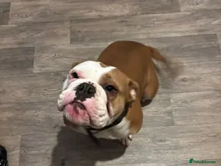 Dorset Olde Tyme Bulldogge dogs Rosie for rehoming in Houghton le Spring - Advert 1