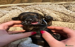 Dachshund dogs for sale: 5 beautiful long-haired Dachshunds pupps - Image 12