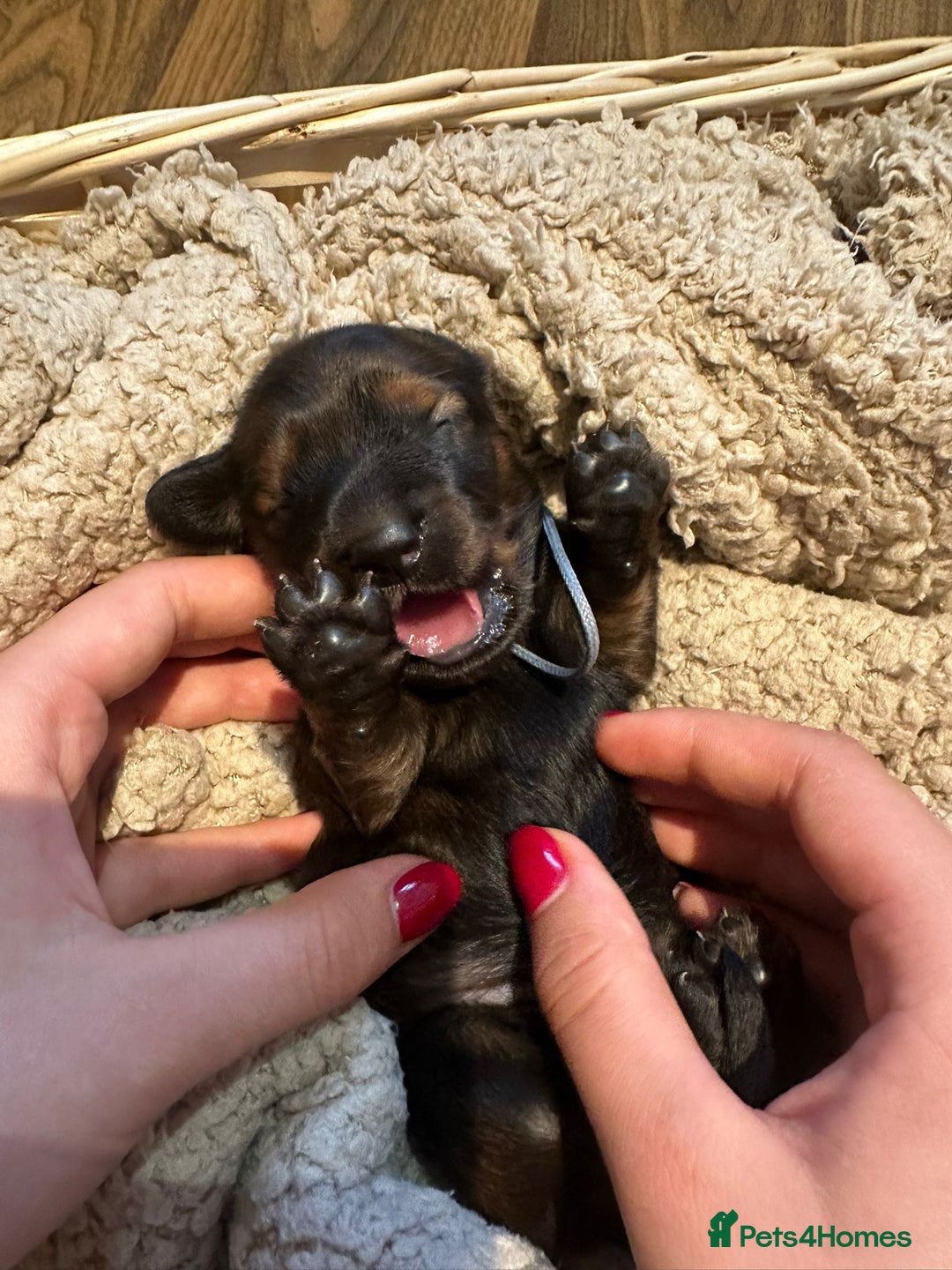 Dachshund dogs for sale: 5 beautiful long-haired Dachshunds pupps - Image 12