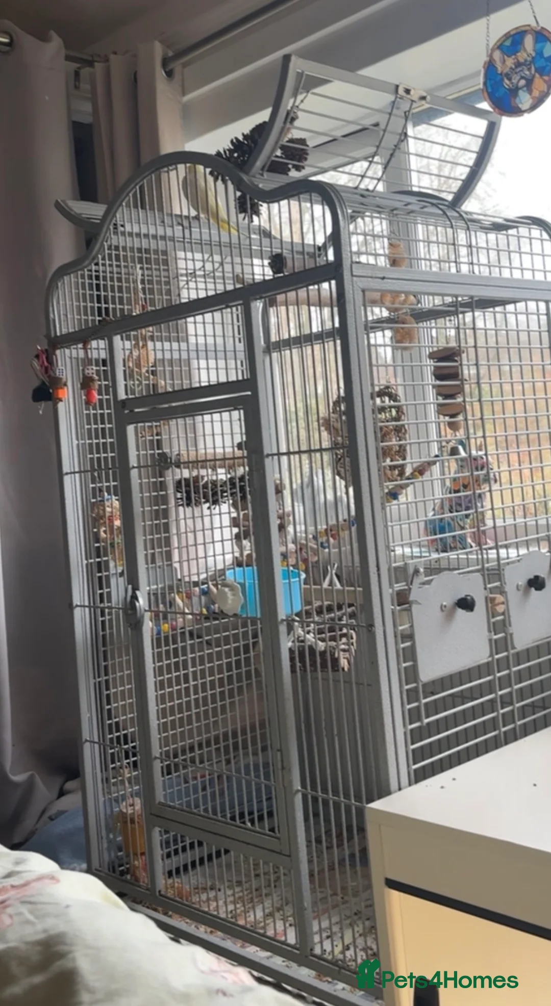 Cockatiels birds for sale: Tiel + Cage - Advert 2