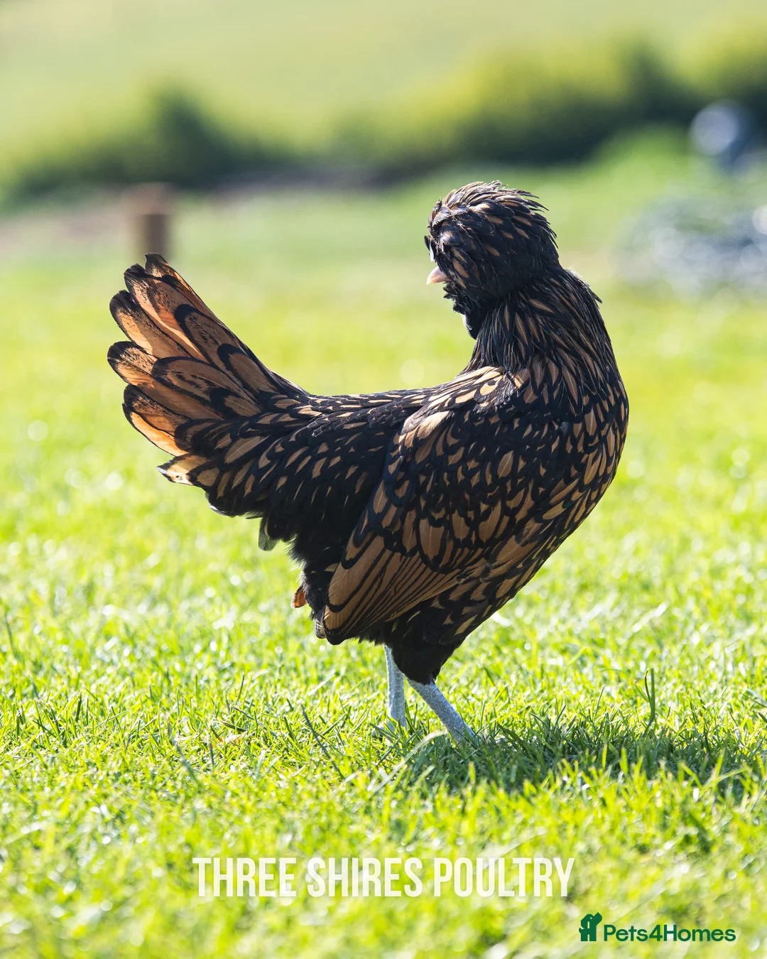 Chickens poultry for sale: Point of Lay Pure Breeds - Pekins, Polish and more - Advert 9