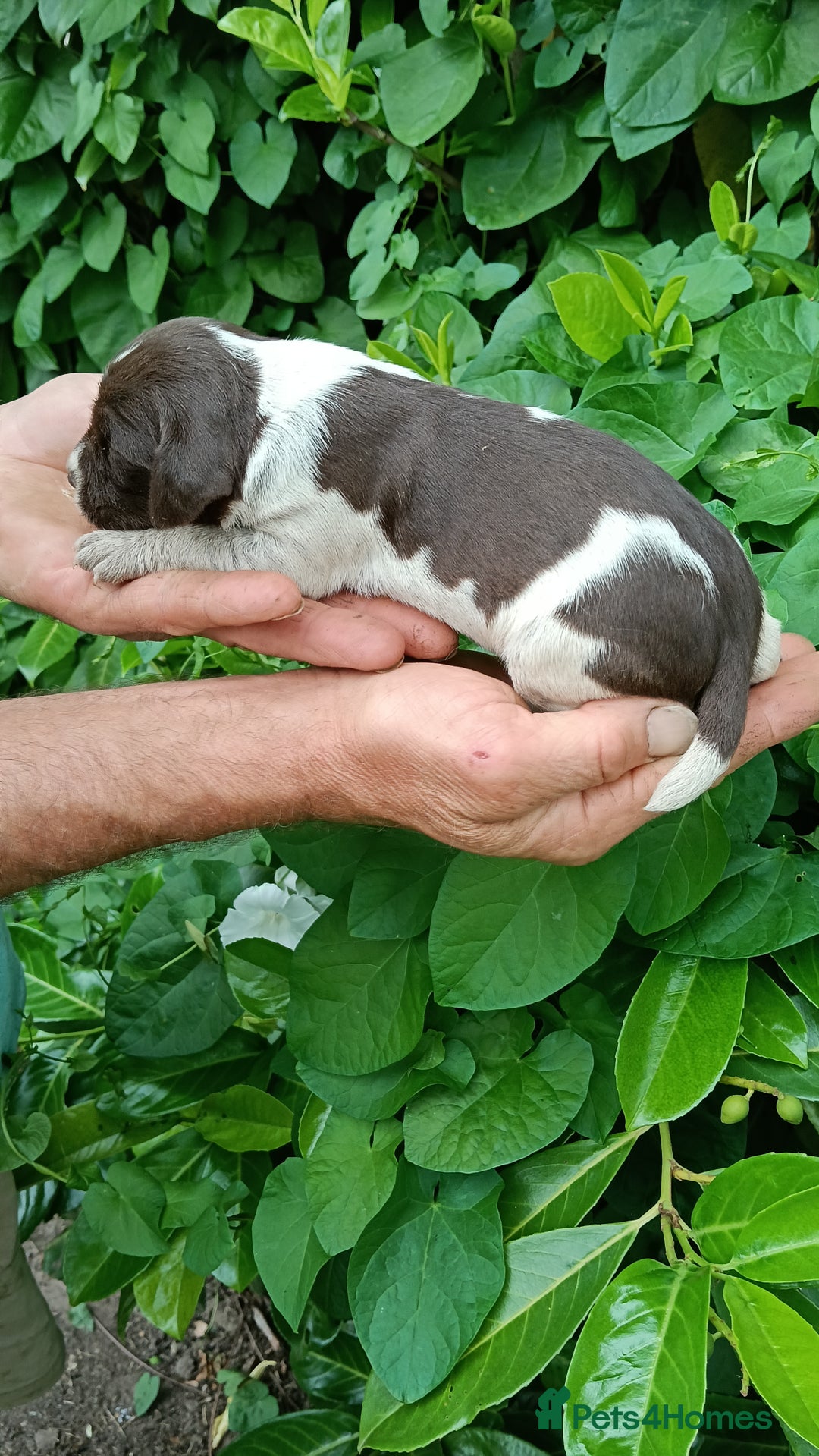 Mixed Breed dogs for sale: New Norfolk Spaniels- Ready Now - Image 30