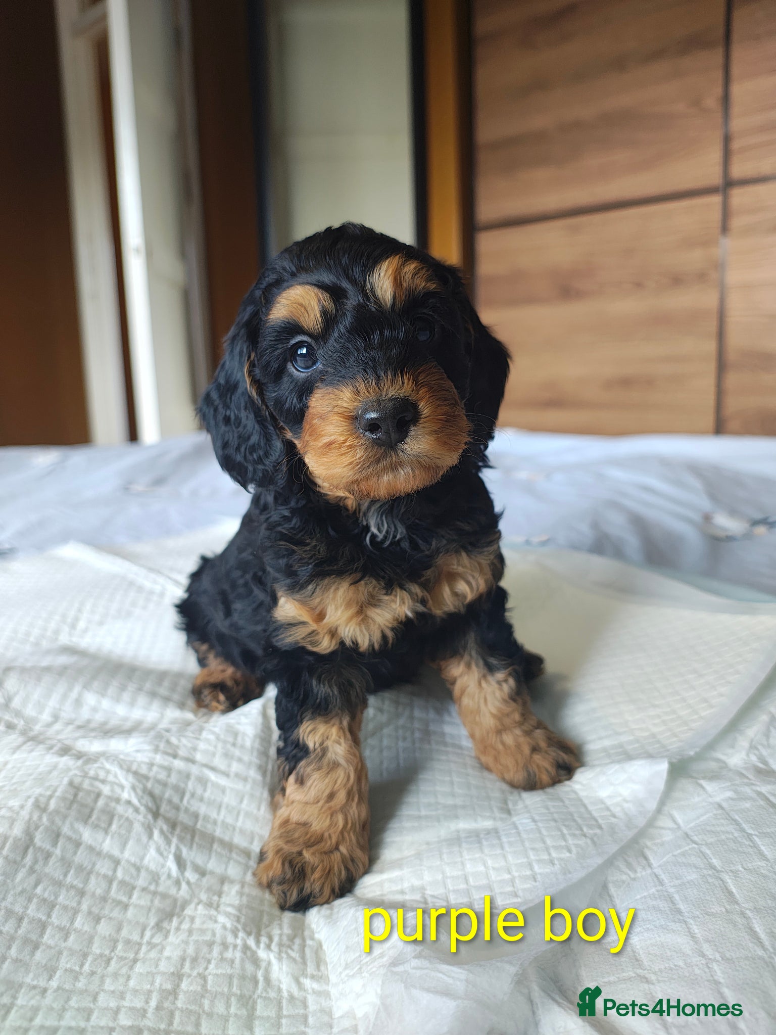 Cockapoo dogs Gorgeous Cockapoo puppies F1B - Advert 5