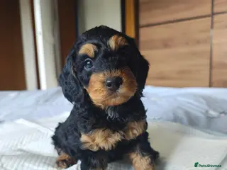 Cockapoo dogs Gorgeous Cockapoo puppies F1B - Advert 5