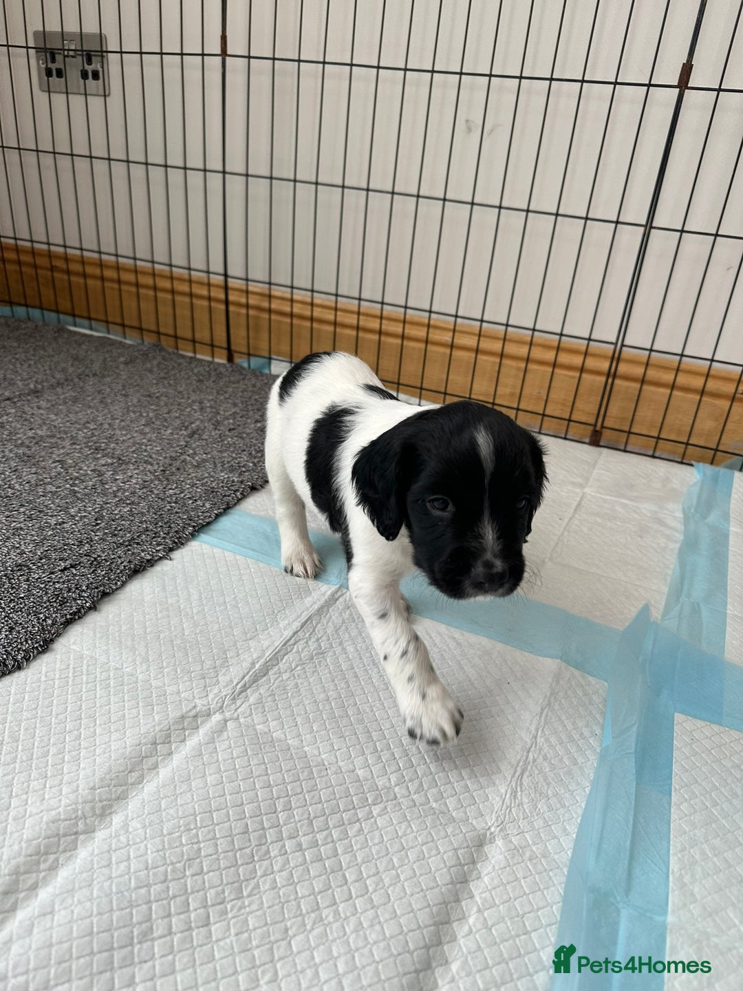 English Springer Spaniel dogs for sale: Gorgeous working English Springer Spaniel Puppies - Advert 24