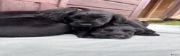 Sprocker dogs for sale: 🩵6 sprocker puppies 💜 - Advert 10