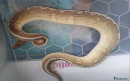 Python Snake reptiles for sale: Royal pythons looking for their new home - Image 6