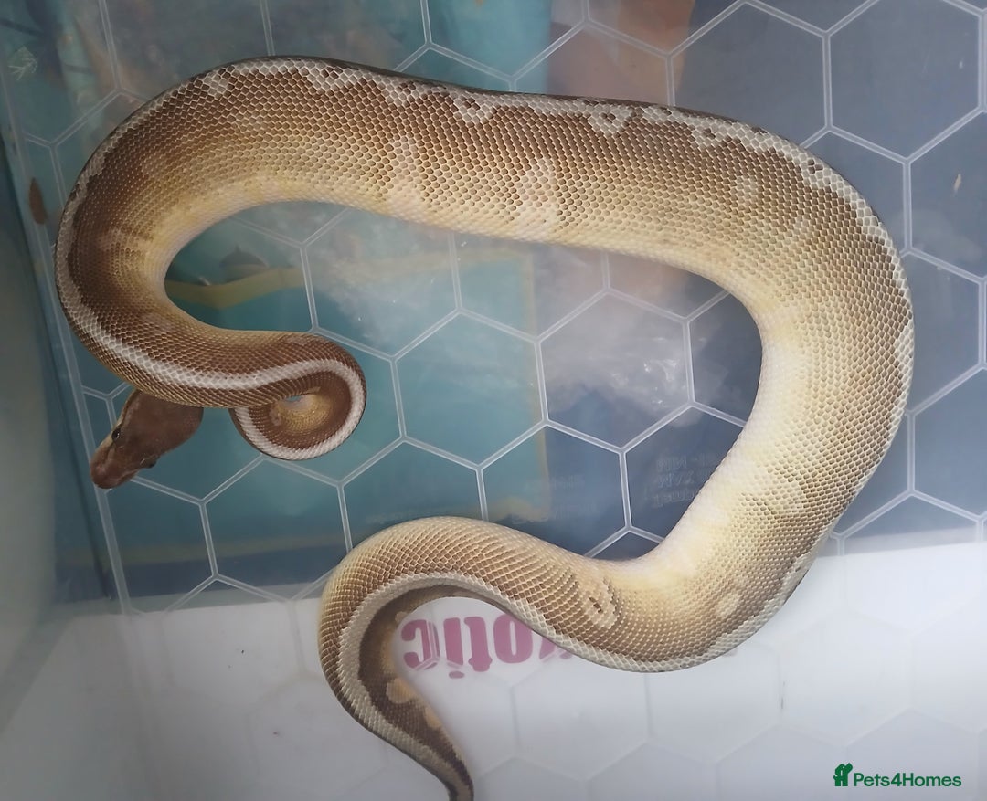 Python Snake reptiles for sale: Royal pythons looking for their new home - Image 6