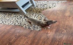 Chihuahua dogs for sale: KC reg chihuahua  - Image 5