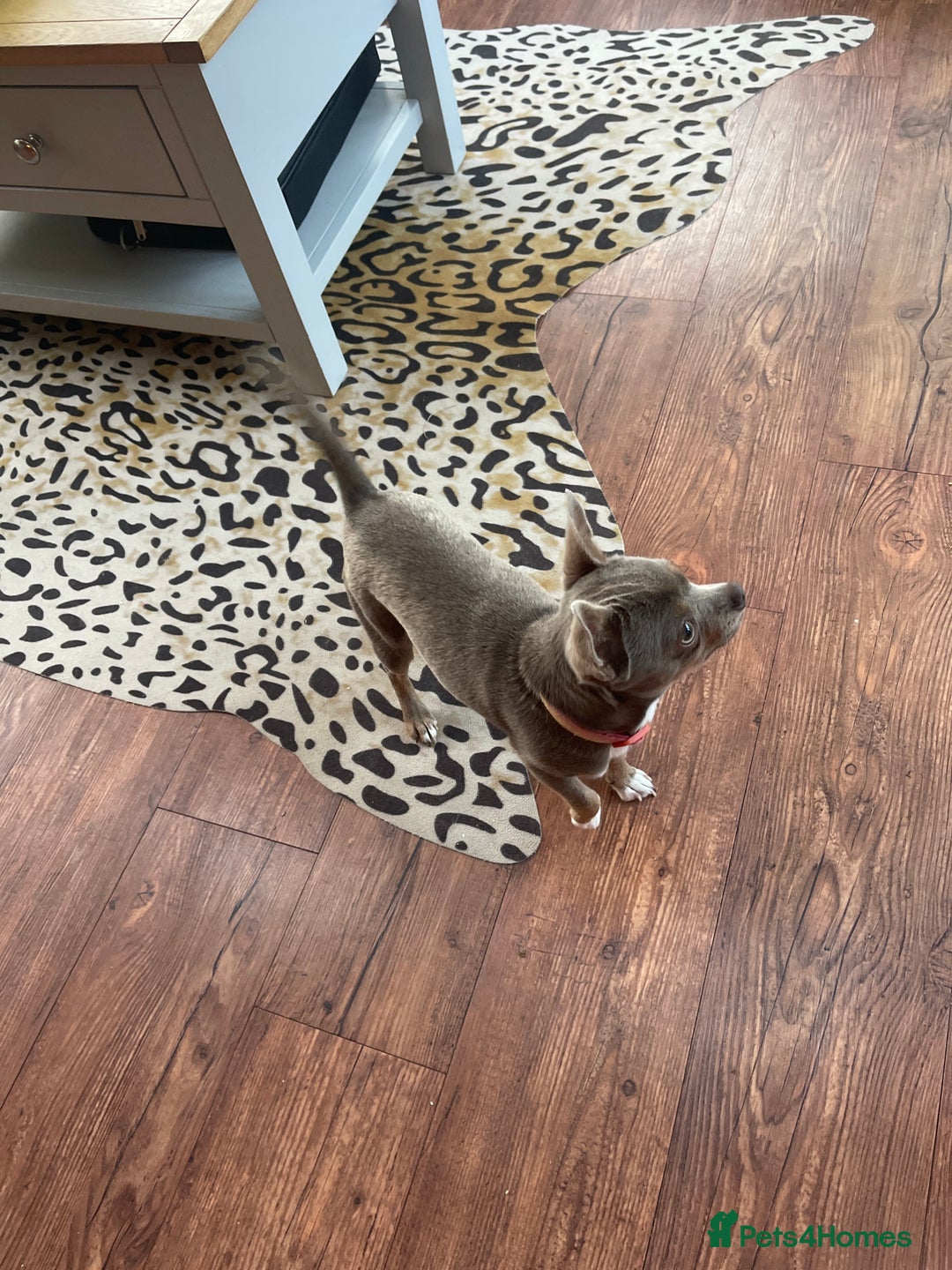 Chihuahua dogs for sale: KC reg chihuahua  - Image 5