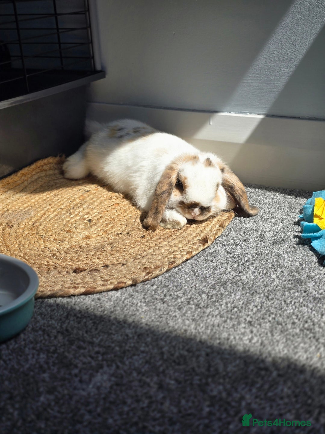 Mini Lop rabbits for sale: Mini lop for urgent sale - Advert 3