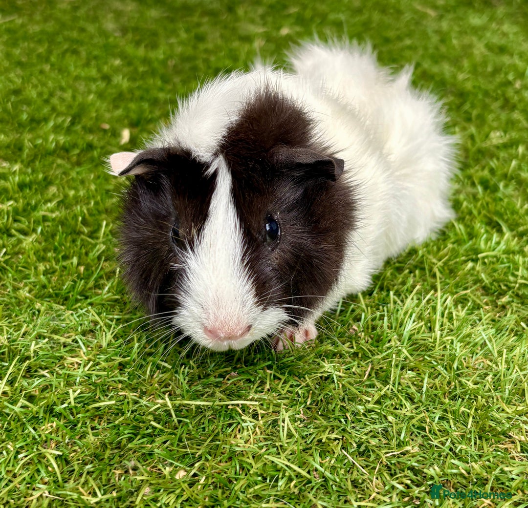 Guinea Pig rodents for sale: Super calm and friendly female guinea pigs  - Image 12