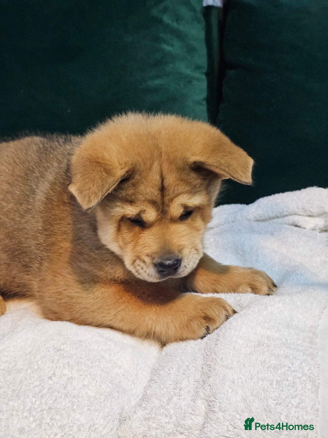 Mixed Breed dogs for sale: Chowsky puppies ready to go chow x siberian husky - Advert 17