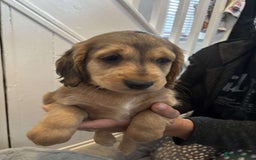 Cocker Spaniel dogs for sale: Fully Show type kc parents DNA tested all clear  - Image 6