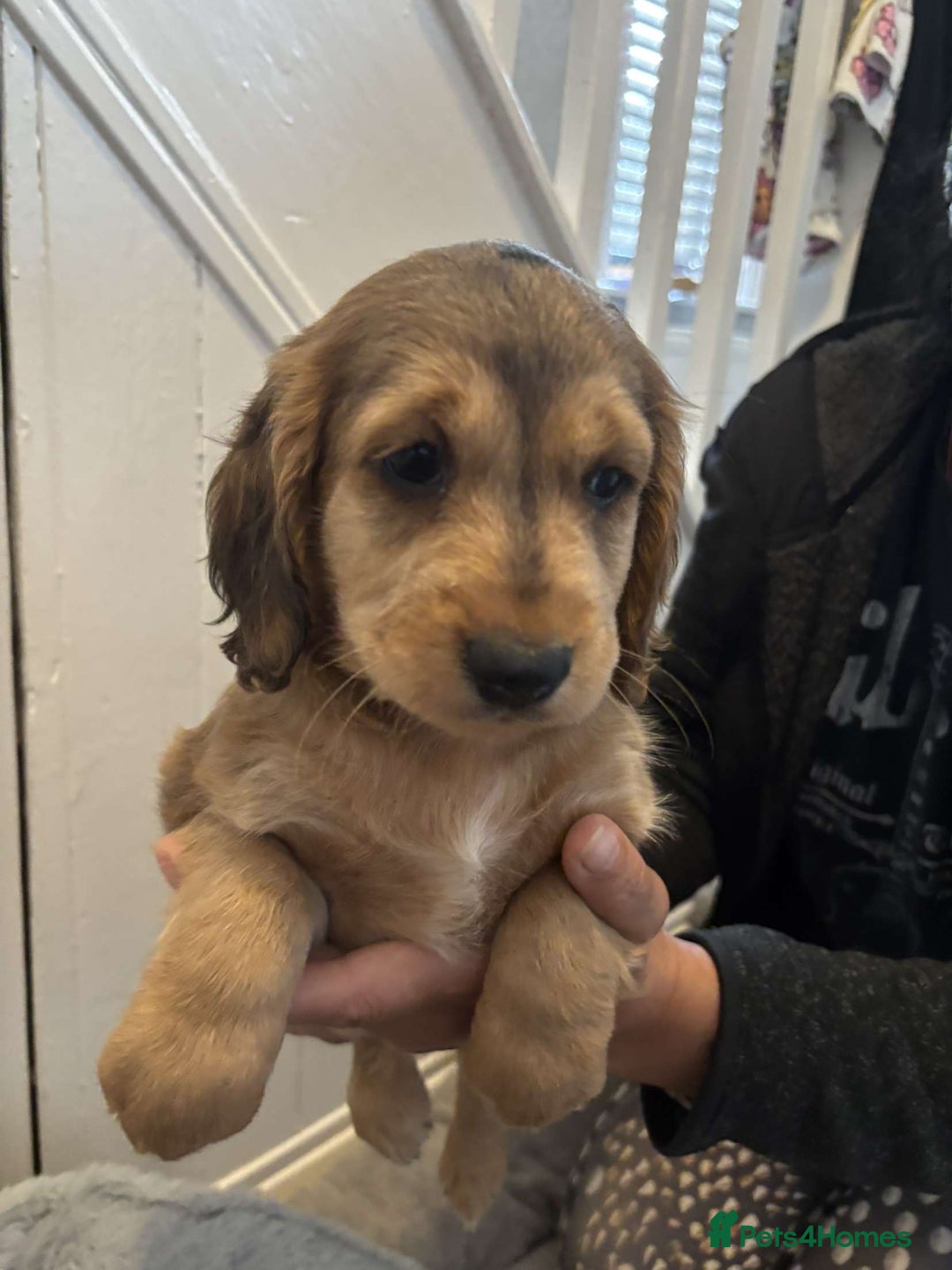 Cocker Spaniel dogs for sale: Fully Show type kc parents DNA tested all clear  - Image 6