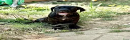 Cane Corso dogs for sale: 3 Cane Corso Puppies ready for their new home - Advert 10