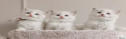 Ragdoll cats for sale: Best Ragdoll kittens - Advert 15