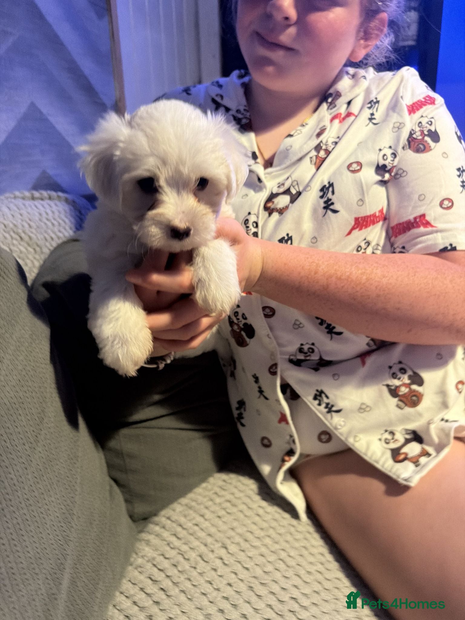 Maltese dogs Pure Bred Maltese Puppies for sale - Advert 1