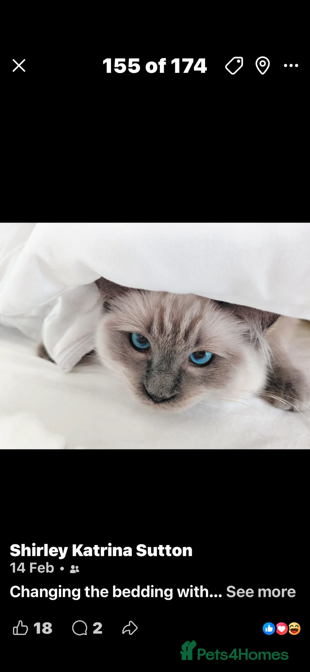 Ragdoll cats for sale: Pearl  - Advert 3