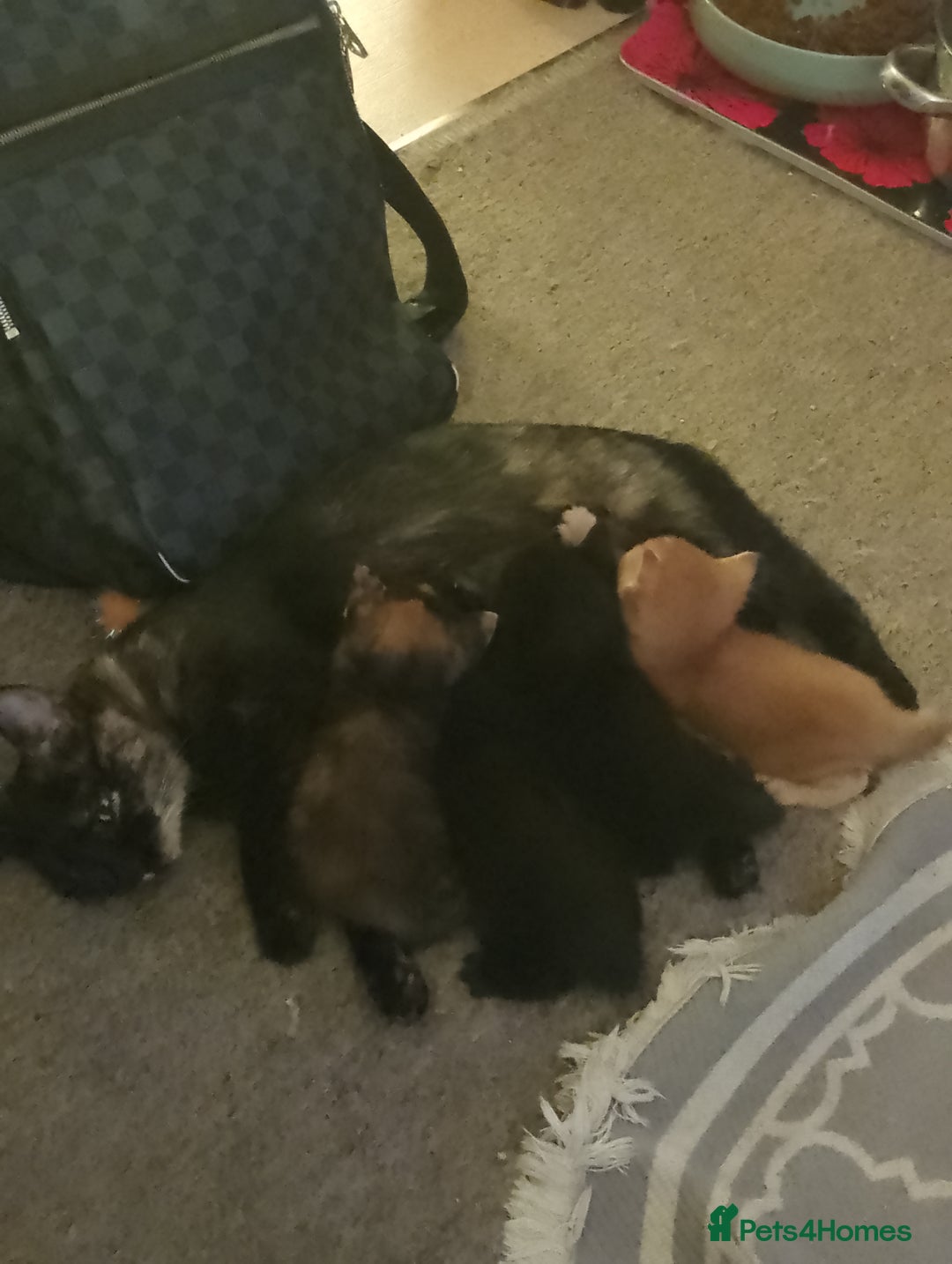 Mixed Breed cats for sale: 3 kittens, ready to leave on nov 25 - Advert 5