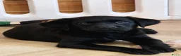Labrador Retriever dogs for sale: 2 BEAUTIFUL BLACK BOY KC LABRADORS READY TO LEAVE - Advert 9