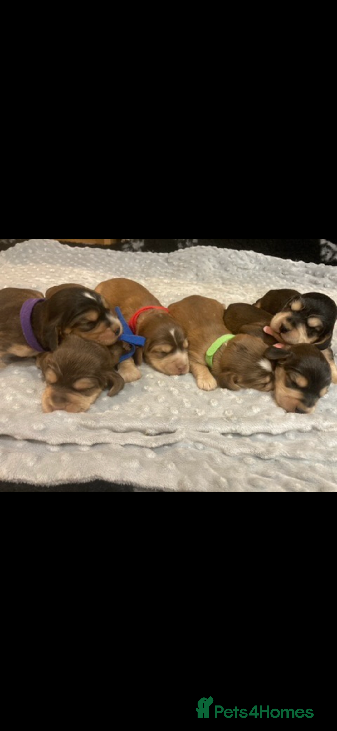 Cocker Spaniel dogs for sale: ⭐️ Stunning Show-Type Cocker Spaniel Puppies ⭐️ - Image 5